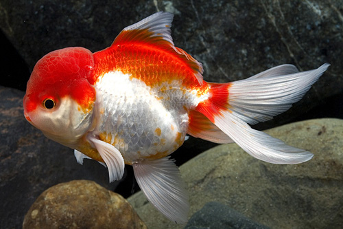 picture of Red & White Oranda Goldfish Xlg                                                                      Carassius auratus