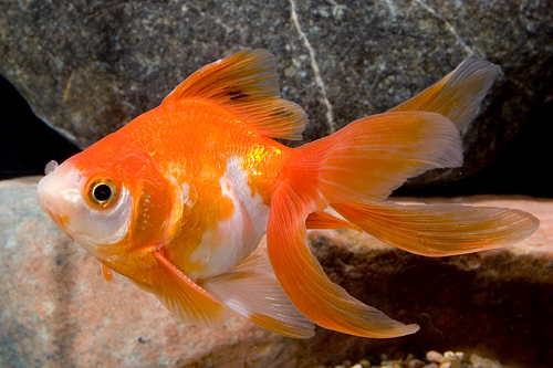 picture of Red & White Ryukin Goldfish Sml                                                                      Carassius auratus