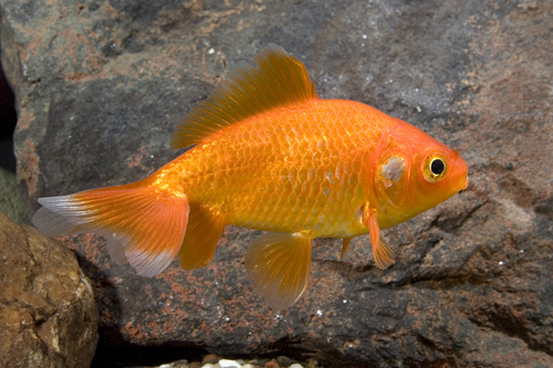 picture of Red & White Wakin Goldfish Reg                                                                       Carassius auratus