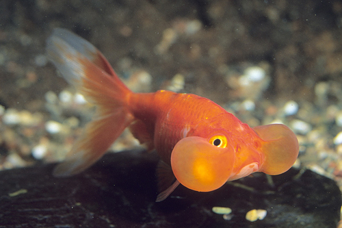 picture of Red Bubble Eye Goldfish Sml                                                                          Carassius auratus