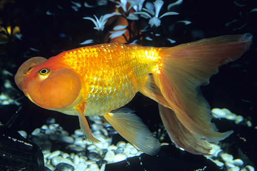 picture of Red Bubble Eye Goldfish Shw                                                                          Carassius auratus