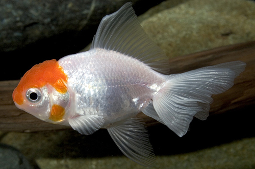 picture of Red Cap Oranda Goldfish Sml                                                                          Carassius auratus