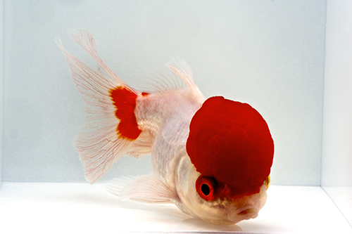 picture of Red Cap Oranda Goldfish M/S                                                                          Carassius auratus