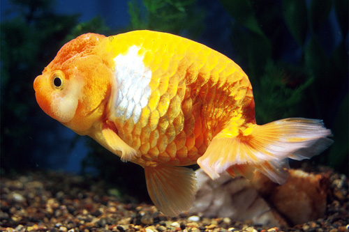 picture of Red Lionhead Goldfish Reg                                                                            Carassius auratus