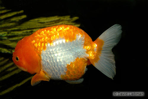 picture of Red Lionhead Goldfish Med                                                                            Carassius auratus
