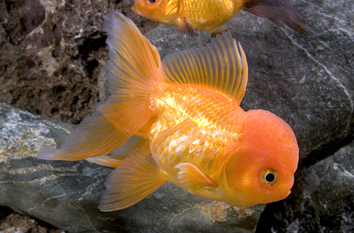 picture of Red Oranda Goldfish Med                                                                              Carassius auratus