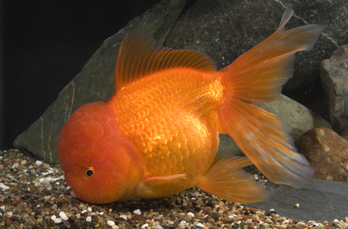 picture of Red Oranda Goldfish Lrg                                                                              Carassius auratus