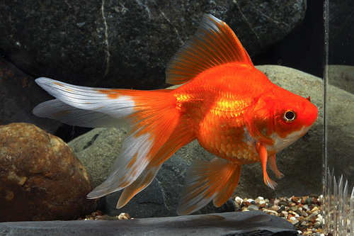 picture of Red Ryukin Goldfish M/S                                                                              Carassius auratus