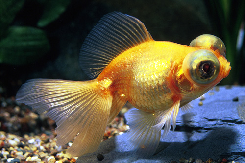 picture of Red Telescope Goldfish Reg                                                                           Carassius auratus