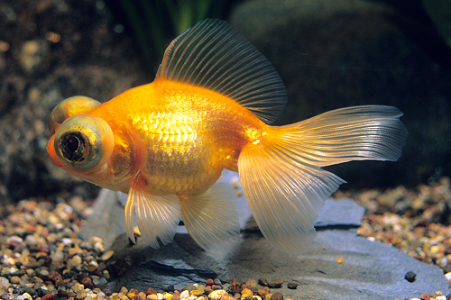 picture of Red Telescope Goldfish Shw                                                                           Carassius auratus