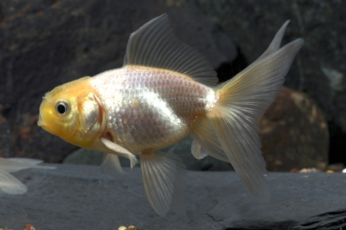 picture of Lemon Oranda Goldfish Reg                                                                            Carassius auratus