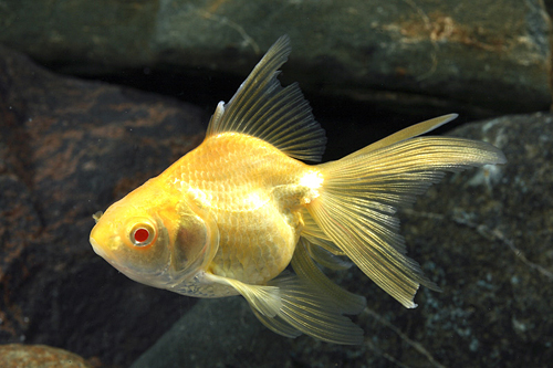 picture of Albino Ryukin Goldfish Reg                                                                           Carassius auratus