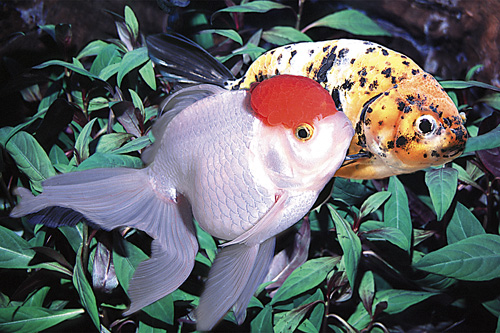 picture of Assorted Fancy Import Goldfish Lrg                                                                   Carassius auratus