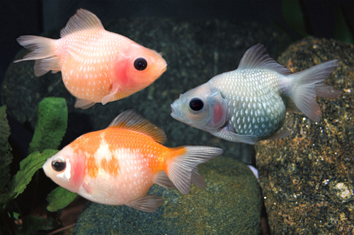picture of Assorted Gumdrop Pearl Scale Goldfish Reg                                                            Carassius auratus