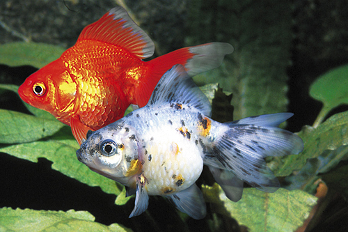 picture of Assorted Ryukin Goldfish Sml                                                                         Carassius auratus