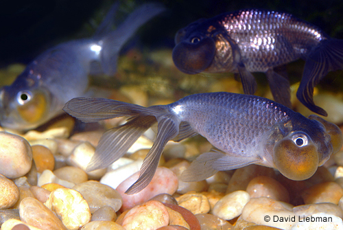picture of Blue Bubble Eye Goldfish Reg                                                                         Carassius auratus
