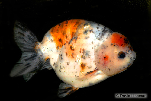 picture of Calico Lionhead Goldfish Lrg                                                                         Carassius auratus