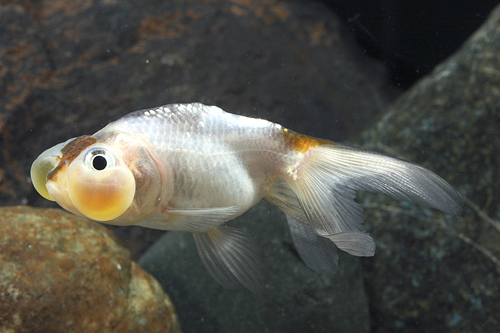 picture of Panda Bubble Eye Goldfish Reg                                                                        Carassius auratus