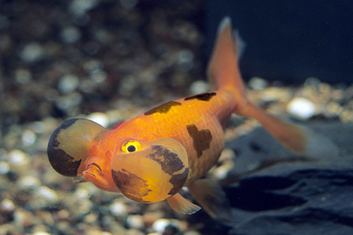 picture of Red & Black Bubble Eye Goldfish Reg                                                                  Carassius auratus