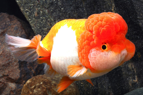 picture of Red & White Lionhead Goldfish Lrg                                                                    Carassius auratus