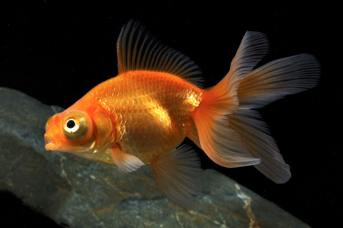 picture of Red Butterfly Telescope Goldfish Lrg                                                                 Carassius auratus