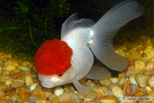 picture of Red Cap Oranda Goldfish Tank Raised Lrg                                                              Carassius auratus