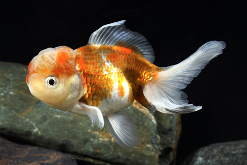picture of Tri-Color Oranda Goldfish Med                                                                        Carassius auratus