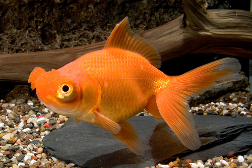 picture of Assorted Pom Pom Goldfish Shw                                                                        Carassius auratus