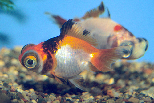 picture of Calico Butterfly Telescope Goldfish Med                                                              Carassius auratus