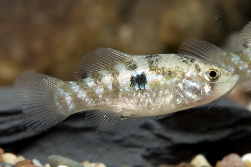 picture of American Flagfish Killie Sml                                                                         Jordanella floridae