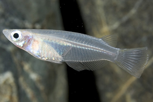 picture of Celebes Ricefish Killie Reg                                                                          Oryzias celebensis