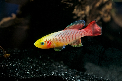 picture of Gold N. Guentheri Killie Male Reg                                                                    Nothobranchius guentheri 'Gold'