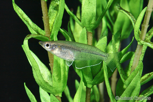 picture of Melastigma Ricefish Killie Reg                                                                       Oryzias melastigma