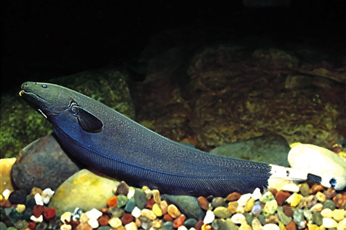 picture of Black Ghost Knife Reg                                                                                Apteronotus albifrons