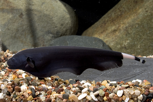 picture of Black Ghost Knife Tank Raised Sml                                                                    Apteronotus albifrons