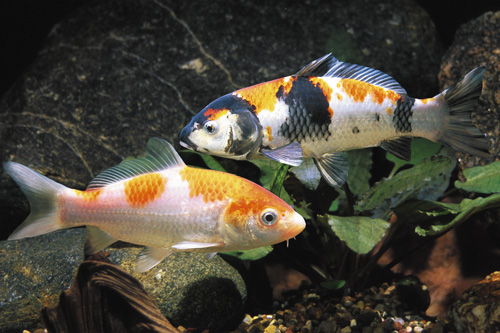 picture of Assorted Domestic Koi 6-8