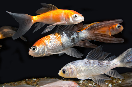 picture of Butterfly Koi 10-12
