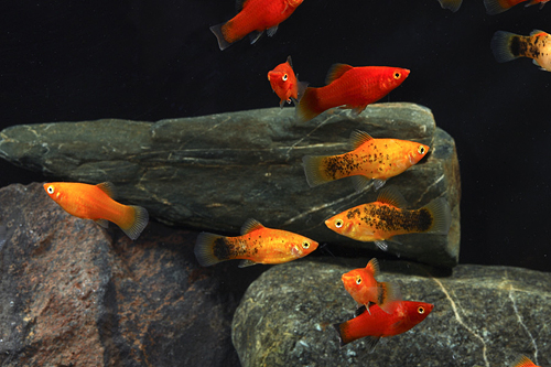 picture of Assorted Platy Sml                                                                                   Xiphophorus maculatus