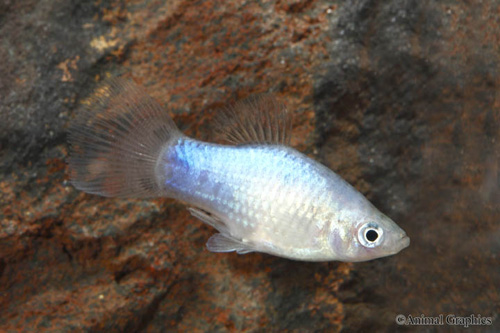 picture of Blue Platy Reg                                                                                       Xiphophorus maculatus