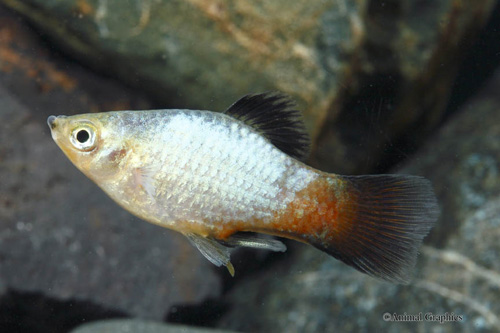 picture of Blue Wag / Rainbow Wag Platy Med                                                                     Xiphophorus maculatus
