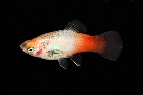 picture of Gold Wag Platy Lrg                                                                                   Xiphophorus maculatus