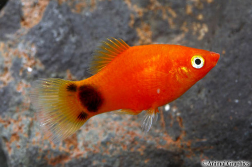 picture of Red Crescent Platy Med                                                                               Xiphophorus maculatus