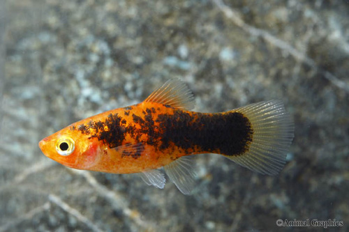 picture of Painted Platy Lrg                                                                                    Xiphophorus maculatus