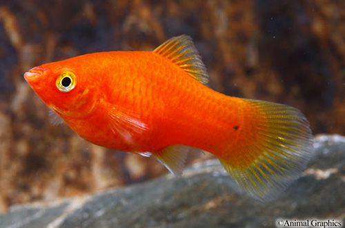 picture of Red Platy Med                                                                                        Xiphophorus maculatus