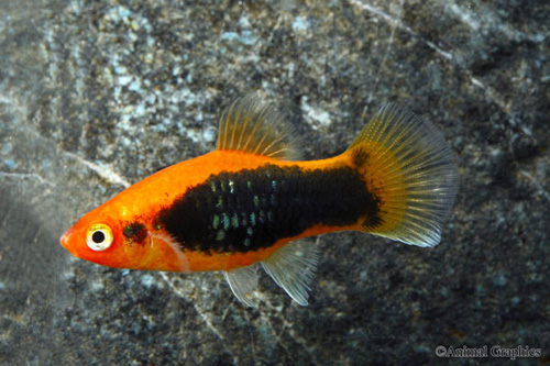 picture of Red Tuxedo Platy Med                                                                                 Xiphophorus maculatus
