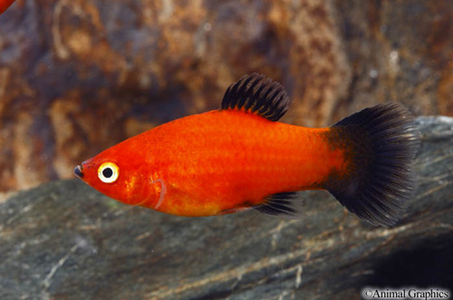 picture of Red Wag Platy Med                                                                                    Xiphophorus maculatus