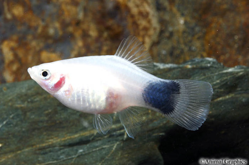 picture of White Crescent Platy Med                                                                             Xiphophorus maculatus