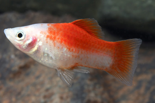 picture of Pineapple Candy Platy Lrg                                                                            Xiphophorus maculatus