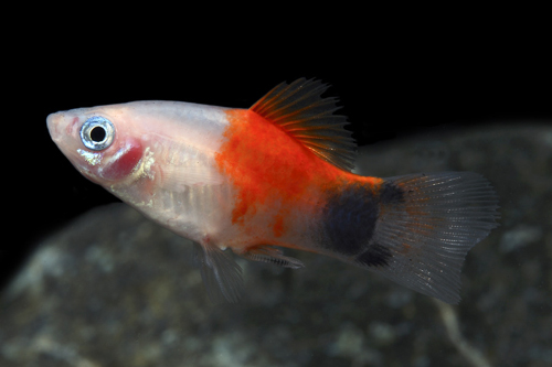 picture of Pineapple Candy Crescent Platy Med                                                                   Xiphophorus maculatus