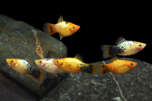 picture of Gold Painted Platy Med                                                                               Xiphophorus maculatus
